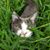 Carolina Alarcon's profile image