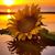 Susan Zimbelman Flory's profile image