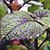 Angela Nicole Parsons's profile image