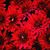 Debra Whelan's profile image