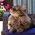 Brenda Cook Whiting's profile image