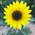 Annette Salinas's profile image