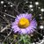 Viviana Suarez's profile image