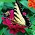 Cindy Barbour's profile image