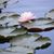 Sharon Dicicco's profile image