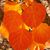 Lesley Hoppert's profile image