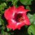 Marlene Jacquot's profile image