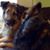 Susan Bush Fluckiger's profile image