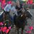 Michael Nafegar's profile image