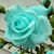 Dolores S Guillory's profile image