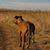 Ali Bradshaw's profile image