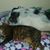 Rhonda Pace Hardy's profile image