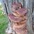 Jayden Donahue's profile image