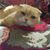 Psam Ordener's profile image