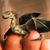 Linda Clement's profile image