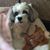 Sharon Sabatula Hoover's profile image