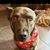 Gina DeHoyos's profile image