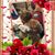 Susan Laube Rios's profile image