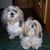 Elaine Pacheco's profile image