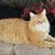 Tina Graybill's profile image