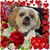 Mary Hauer's profile image
