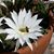 Pamela Somers's profile image