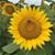 Karen Wright Brunet's profile image