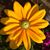 Zoee Grant's profile image
