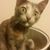Nichole Watson's profile image