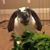 Hana Danzi's profile image