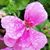 Denise Oliver's profile image