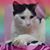 Misty Shoup's profile image