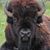 Donna Wilhelm's profile image