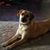 Debra Chalifour White's profile image