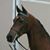 Amanda Oliphant Carlson's profile image