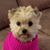 Teresa Shelton's profile image