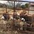 Jenness Brown Thomson White's profile image