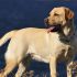 Charles H.'s profile image
