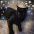 Kitty Gilhooly's profile image