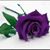 Wanda Stevens's profile image