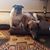 Susan F Downing's profile image