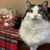 Jan Waldron Ambrose's profile image