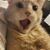 Jody Blam Boudreaux's profile image