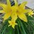 Jenice Whisenand's profile image