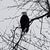 Tony Rochette's profile image