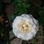 Pam Webb Jacobs's profile image