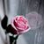 Felicity Ann Charles's profile image