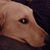 Paul Russo's profile image