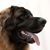 Mitchell Gooze's profile image