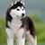 Gojo Gonzalez's profile image
